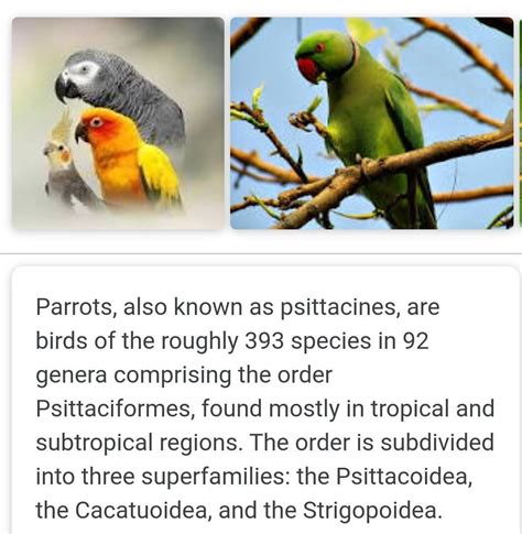 Information about parrot in Kannada - Brainly.in