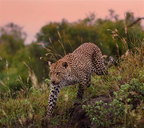 Pench National Park | Pench Tiger Reserve & Wildlife Sanctuary