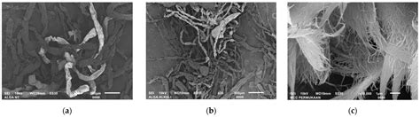 High-Performance Cladophora-Algae-Based Paper for Honeycomb Core in ...