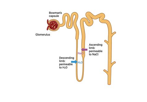 Loop Of Henle Anatomy Loop Of Henle | Description, Anatomy, & Function