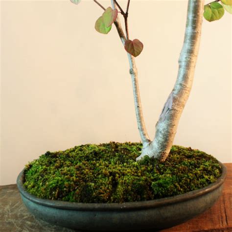 雑木盆栽 桂（カツラ） | 盆栽と山野草の植物店 八百日 YAOCA bonsai&plants