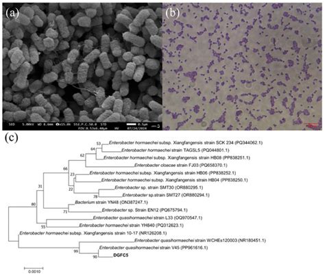 The Nitrogen Removal Characteristics of a Novel Salt-Tolerant Bacterium ...