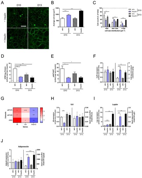 A Pathophysiologically Hypertrophic 3T3-L1 Cell Model—An Alternative to ...