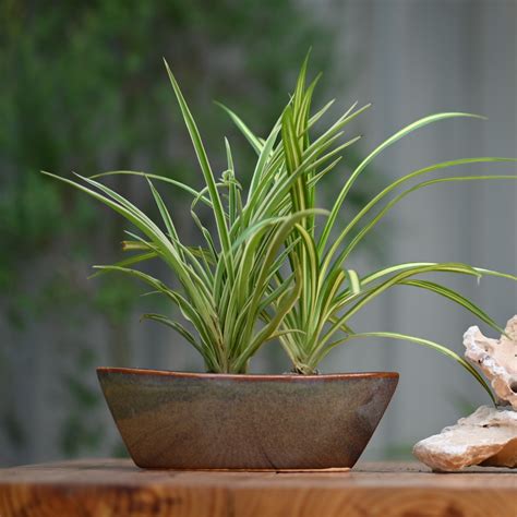 Buy Ceramic Yatch Bonsai Pot For Plants at Best Price in India