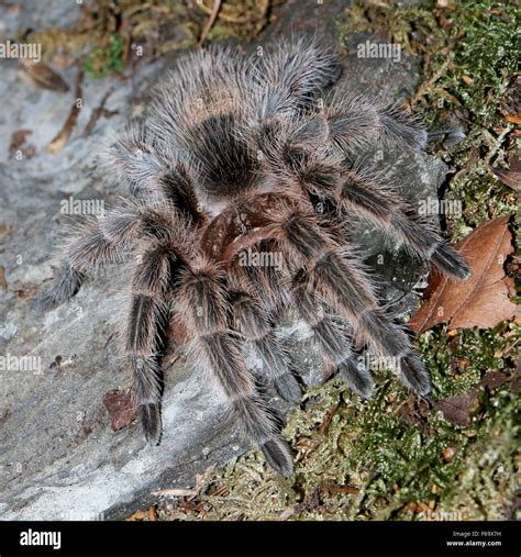 Mygale rosy hi-res stock photography and images - Alamy