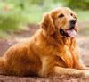 List of Dog Breeds that Start with Alphabet ‘G’ – Petsworld