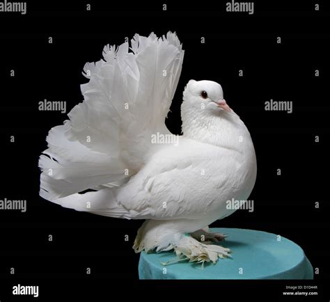 White Indian Fantail Pigeon