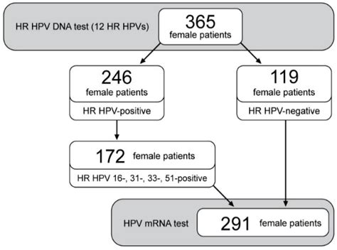 E6/E7 mRNA Expression of the Most Prevalent High-Risk HPV Genotypes in ...