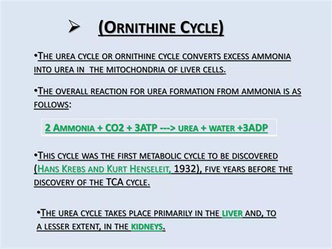 urea cycle{ornithine cycle} | PPTX