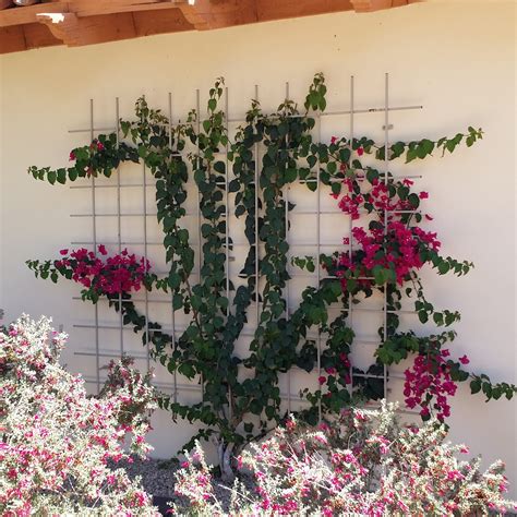 Bougainvillea Wall Trellis How To Prune Bougainvillea: Tips From The