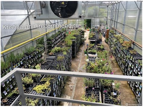 Питомник растений “Garden Plants” село Храброво, Московская область ...