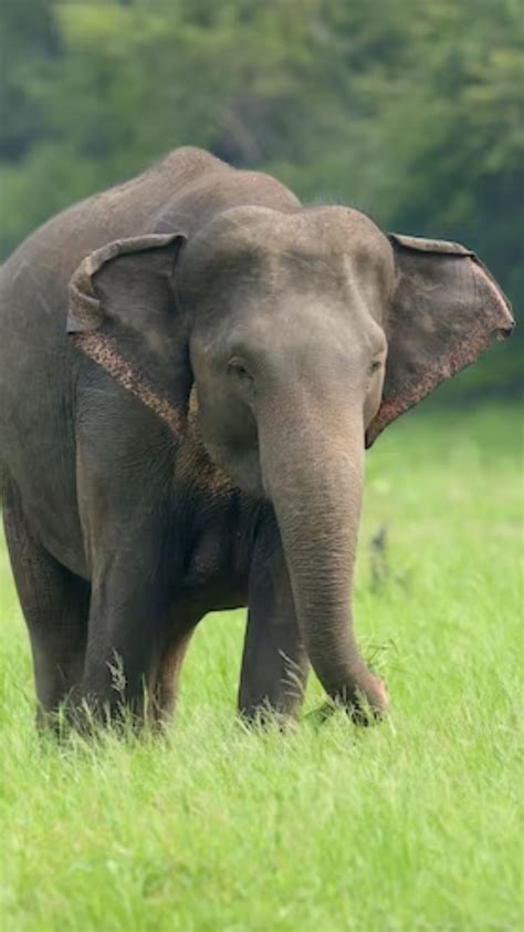 8 Animals That Do Not Sleep