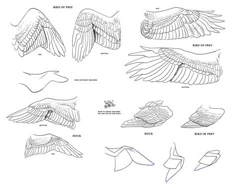 Bird’s Wing Drawing Reference and Sketches for Artists