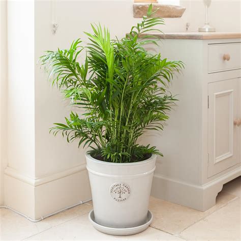Buy You Garden - Chamaedorea elegans 'Parlour Palm' in a 12cm Pot ...