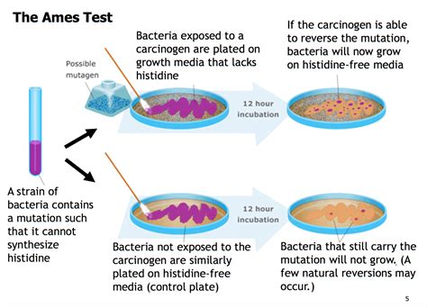 EXAMS AND ME : Bruce Ames