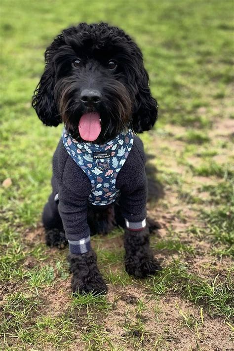 Image result for Black Cockapoo