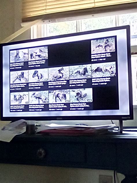 Image result for Python vs Goat