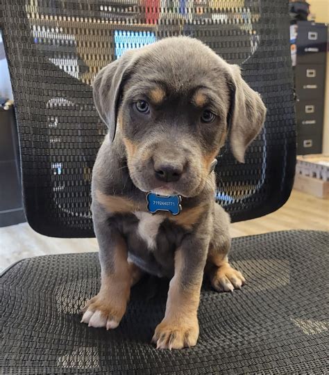 High Plains Veterinary Hospital | Colorado Springs Veterinarians