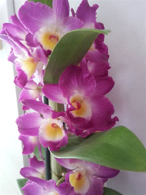 Dendrobium nobile orchid care & info | Houseplant Central