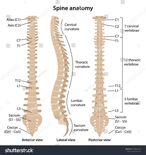 2,739 Human anatomy spine labelled Images, Stock Photos & Vectors ...