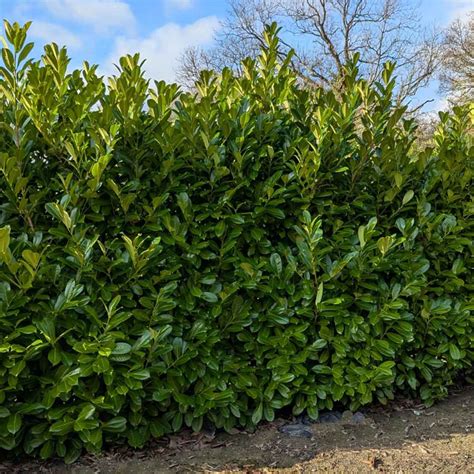 Ultimate Guide to Choosing Laurel Hedges | Evergreen Hedging
