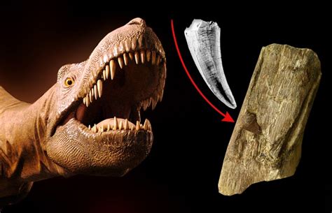 【新华社 远古发现】揭秘恐龙化石丨恐龙也换牙吗？----古脊椎动物与古人类研究所