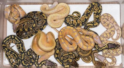 Ball Python Incubation 的图像结果