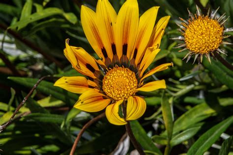 Gazania Rigens Flowers Free Stock Photo - Public Domain Pictures