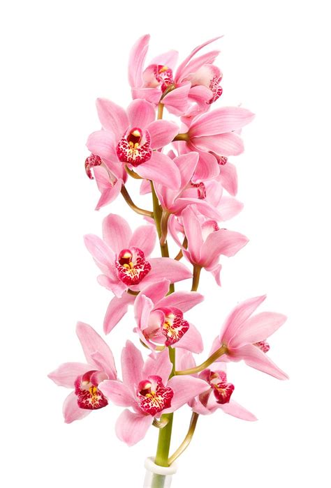 Cymbidium Orchid Mini, Light Pink - Jacksonville Flower Market