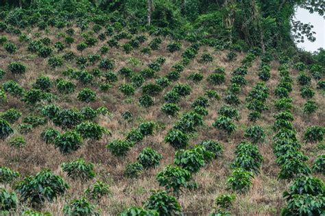 Premium Photo | Coffee cultivation in the coffee growing region, coffee ...