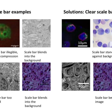 Image result for Calculation Using Scale Bar