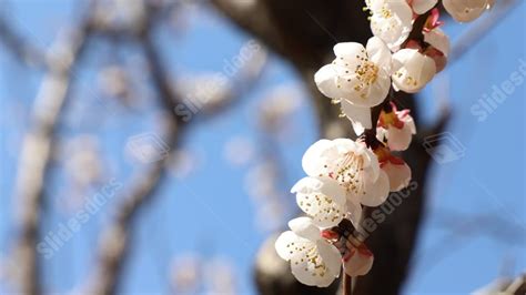 Image result for PowerPoint Early Spring