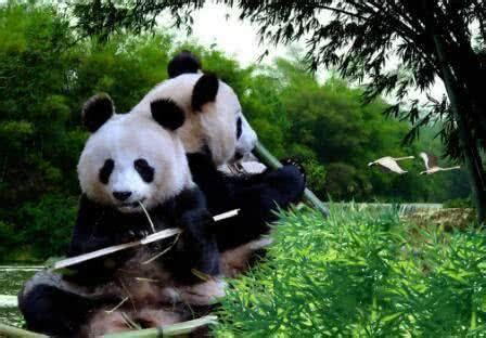 熊猫为什么吃竹子(大熊猫吃竹子不伤胃吗)_环球信息网
