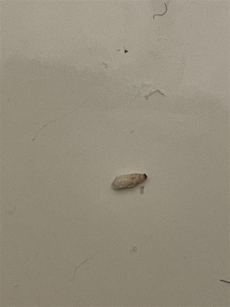 i've been finding these along with what i think are carpet beetles. are ...