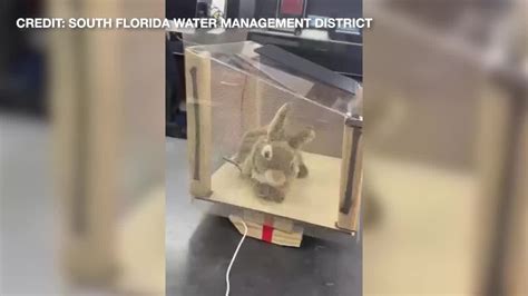 Image result for Robo Bunny Python