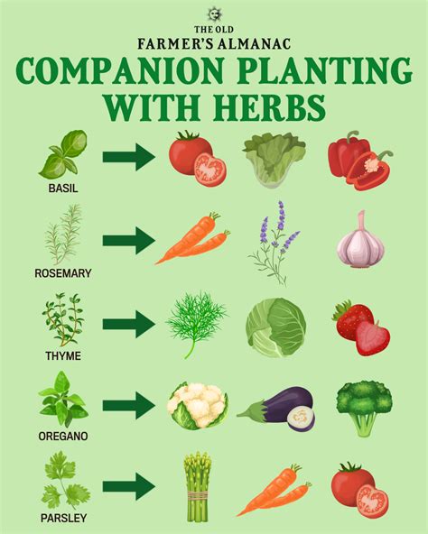 Ultimate Guide to Companion Planting with Oregano: Boost Your Garden's Health and Flavor