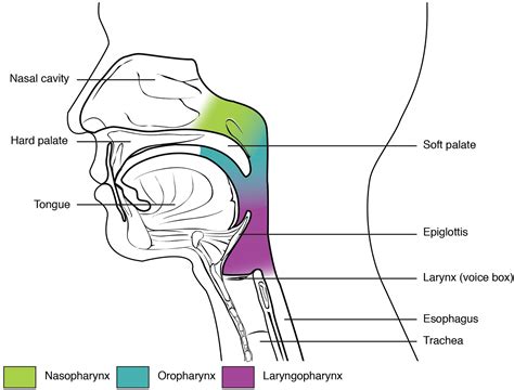Unit 4: The Respiratory System – Douglas College Human Anatomy ...
