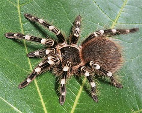 Brazilian White Knee Tarantula | Nature | Pinterest | Spider, Insects ...
