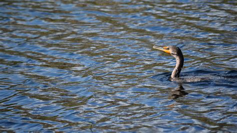 Cormorants – Florida Hikes