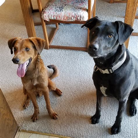 Thank you Animal Humane for helping us adopt this sweet little red boy ...