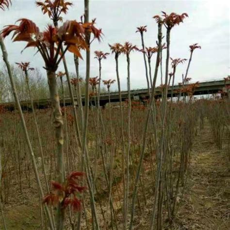 批发香椿树 根系发达大棚香椿树 当年可采摘红油香椿树 价格低-阿里巴巴