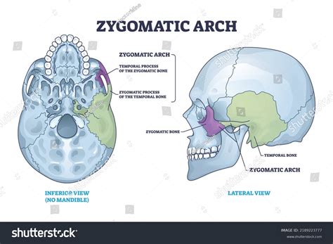 Zygomatic Process Of Temporal Bone