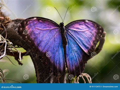 What Does A Blue And Purple Butterfly Mean at Mary Chute blog