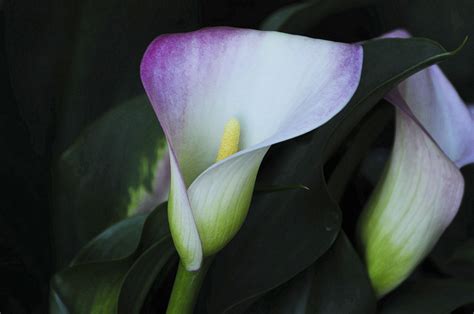 Purple Calla Lily Free Stock Photo - Public Domain Pictures