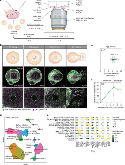 Live imaging of ovulation in action reveals three distinct phases