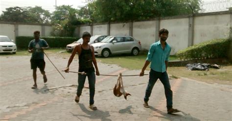 17 Street Dogs Killed In Kolkata Because They Were Not Beautiful Enough ...