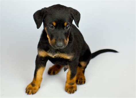 Doberman German Shepherd Cross
