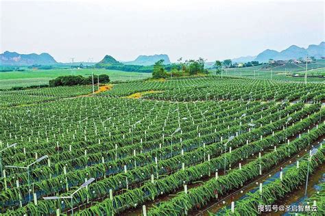 农田 的图像结果