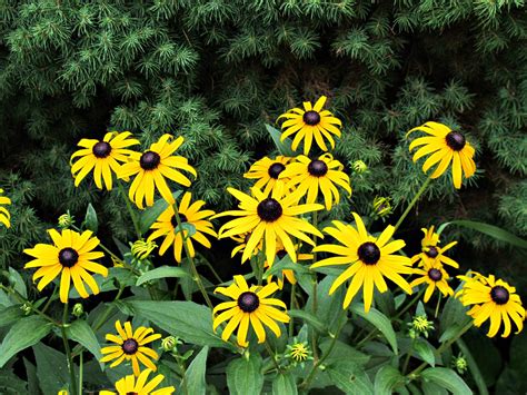 Maryland State Flower: Black-Eyed Susan