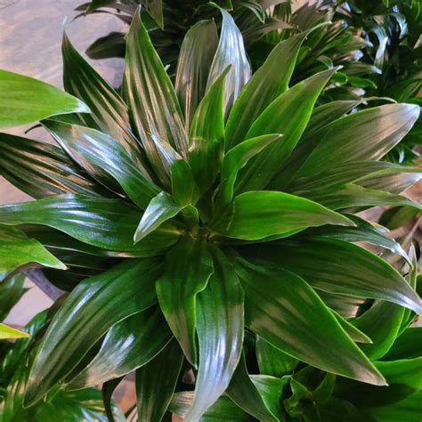 Dracaena compacta 'Janet Craig' - Dragon Tree Plant - Mid Valley Trees